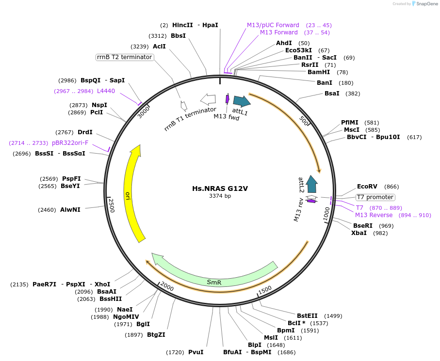83174-plasmid-map-sequence-id-158137