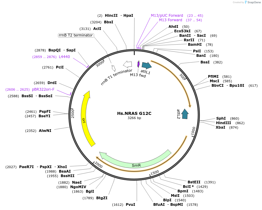 83175-plasmid-map-sequence-id-158138