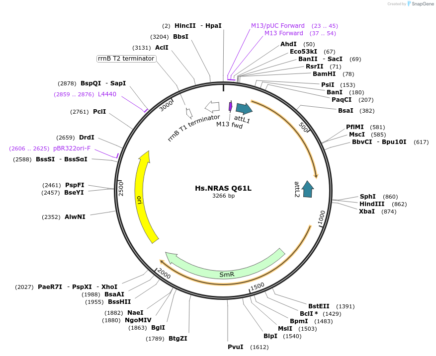 83178-plasmid-map-sequence-id-158141