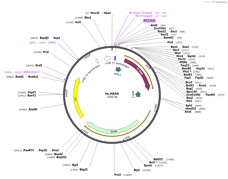 83181-plasmid-map-sequence-id-158144