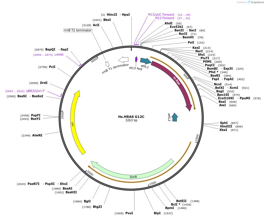 83182-plasmid-map-sequence-id-158145