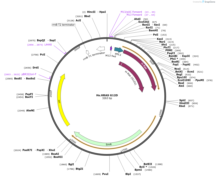83183-plasmid-map-sequence-id-158146
