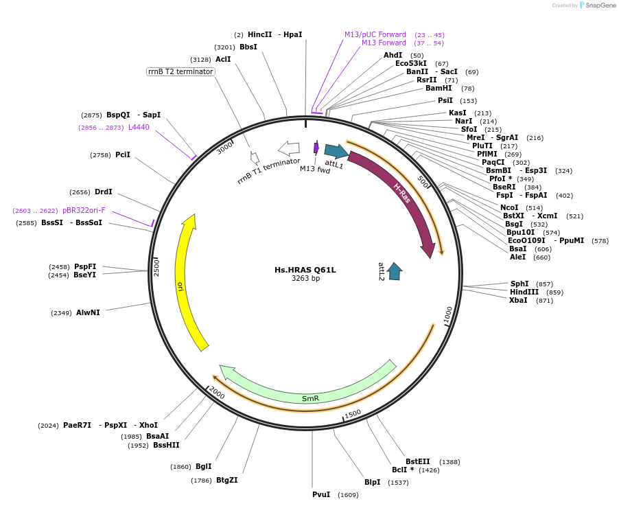 83186-plasmid-map-sequence-id-158149