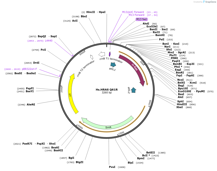 83188-plasmid-map-sequence-id-158151