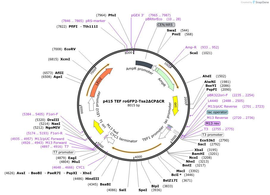 83239-plasmid-map-sequence-id-158262