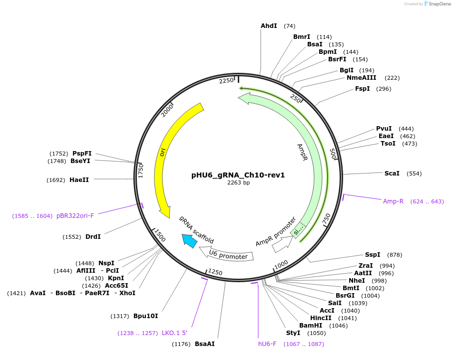 81208-plasmid-map-sequence-id-158312