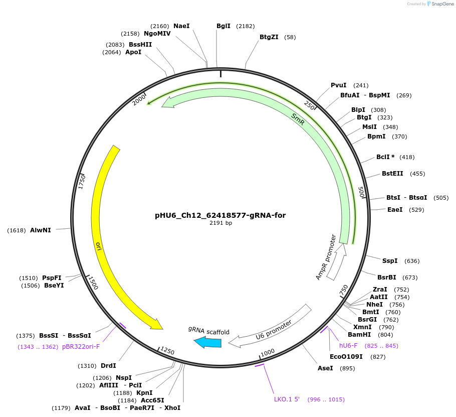 81216-plasmid-map-sequence-id-158321