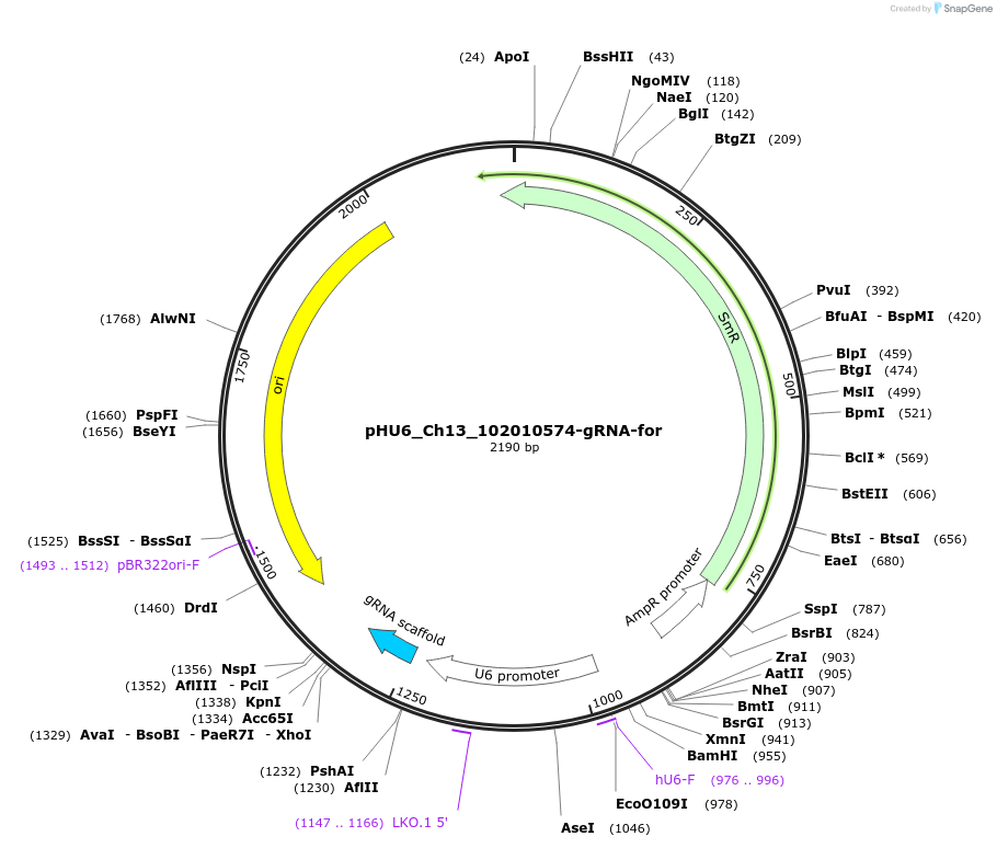 81218-plasmid-map-sequence-id-158324