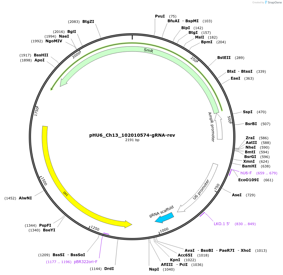 81219-plasmid-map-sequence-id-158326