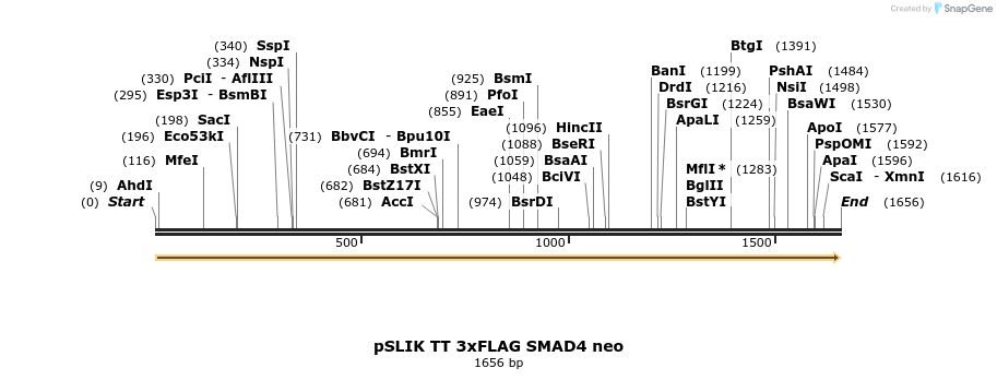 158362_map