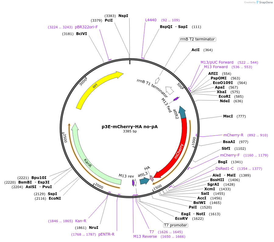 82592-plasmid-map-sequence-id-158373