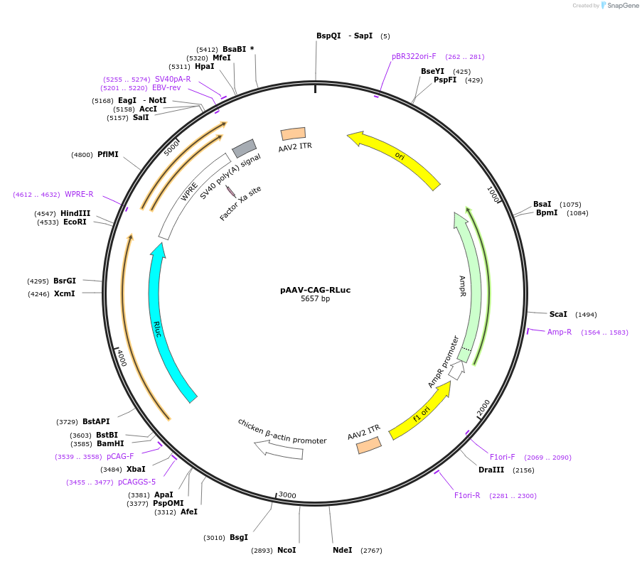 83282-plasmid-map-sequence-id-158421