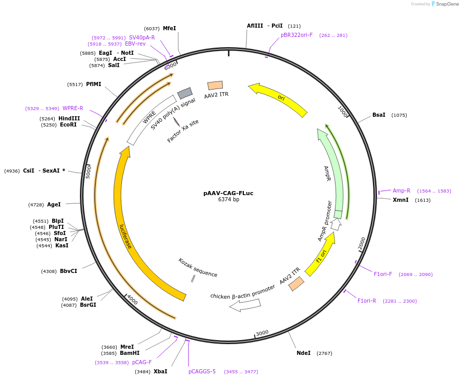 83281-plasmid-map-sequence-id-158425