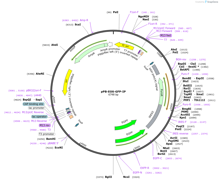 60439-plasmid-map-sequence-id-158473