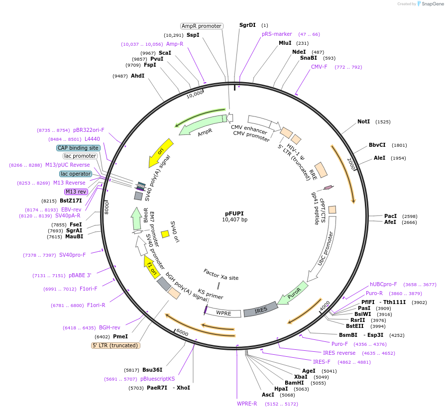 80279-plasmid-map-sequence-id-158492
