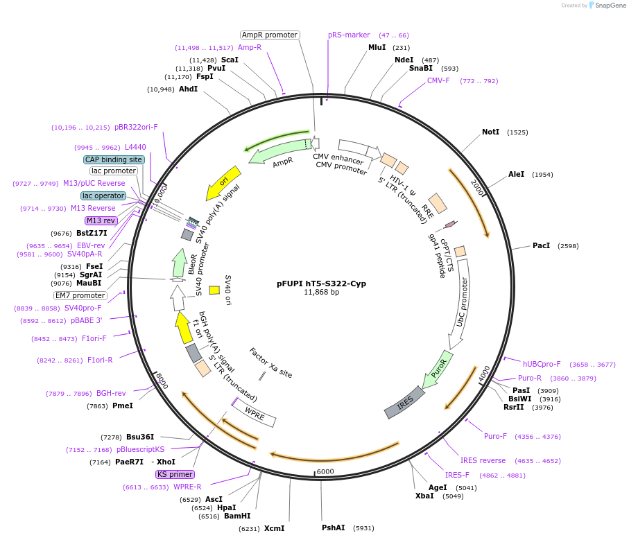 80282-plasmid-map-sequence-id-158495