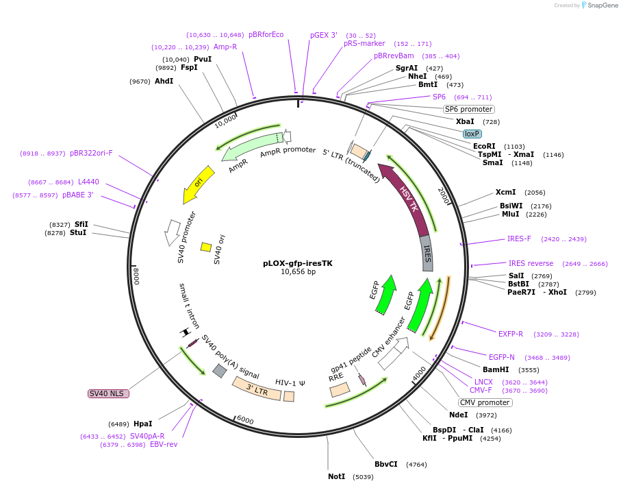 12243-plasmid-map-sequence-id-158513