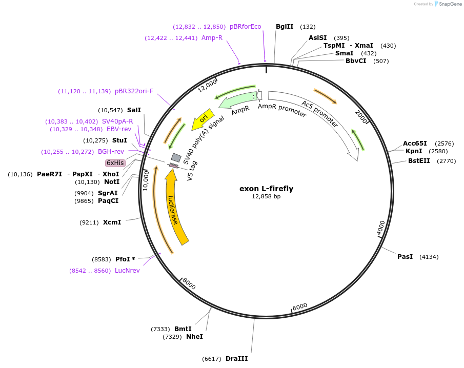 81006-plasmid-map-sequence-id-158526