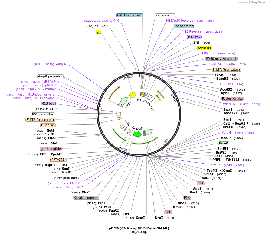 80391-plasmid-map-sequence-id-158529