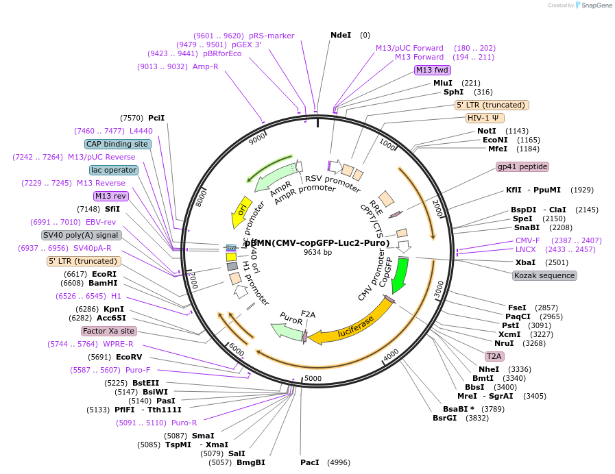 80389-plasmid-map-sequence-id-158530