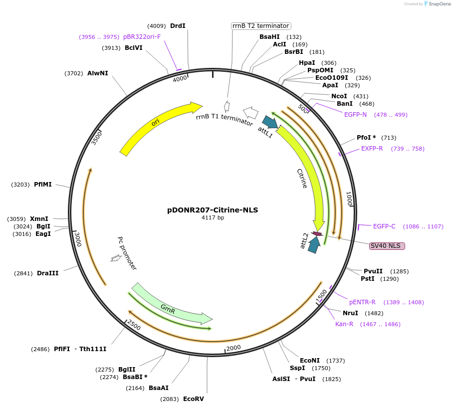 44586-plasmid-map-sequence-id-158537