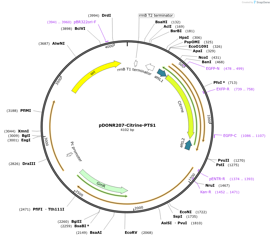 44588-plasmid-map-sequence-id-158584