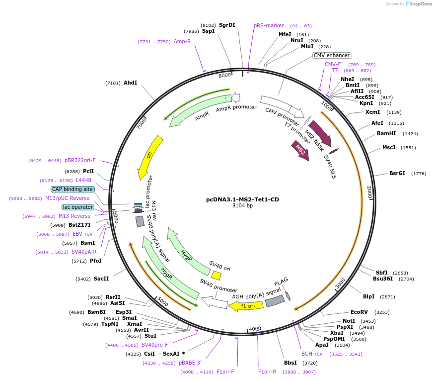 83341-plasmid-map-sequence-id-158602