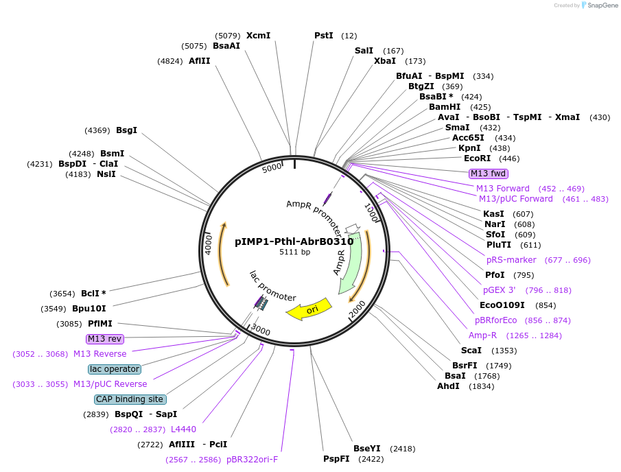 80979-plasmid-map-sequence-id-158613
