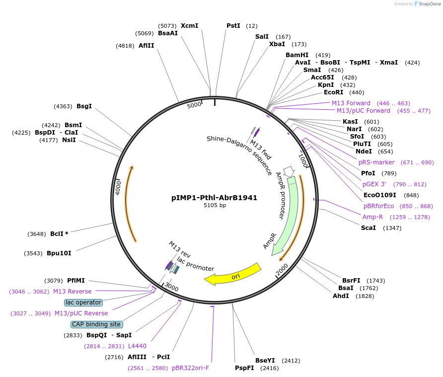 80980-plasmid-map-sequence-id-158617