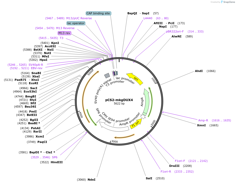 21156-plasmid-map-sequence-id-158632