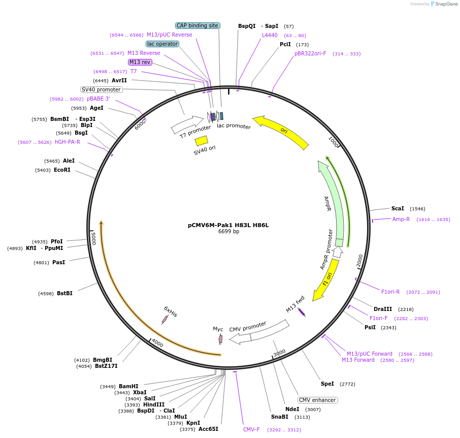 12211-plasmid-map-sequence-id-158653