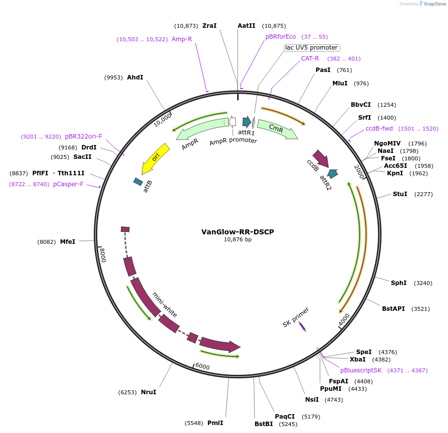 83339-plasmid-map-sequence-id-158654