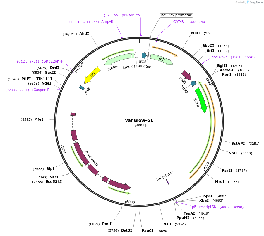 83342-plasmid-map-sequence-id-158671