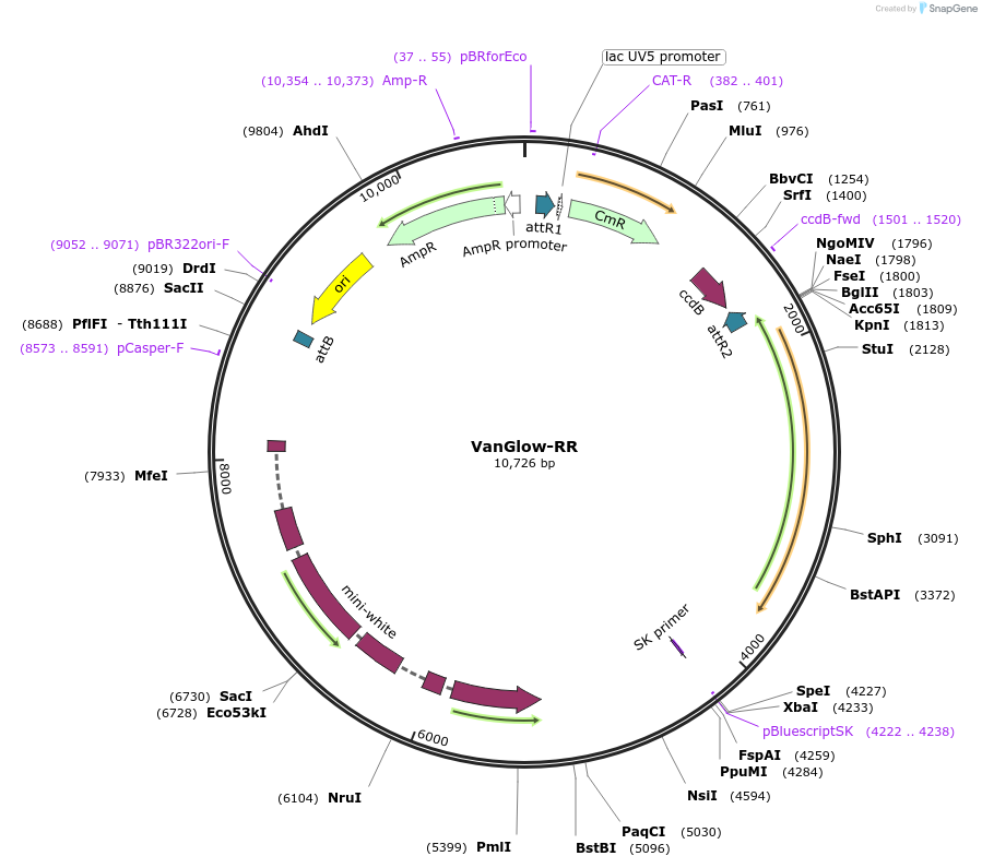 83343-plasmid-map-sequence-id-158672