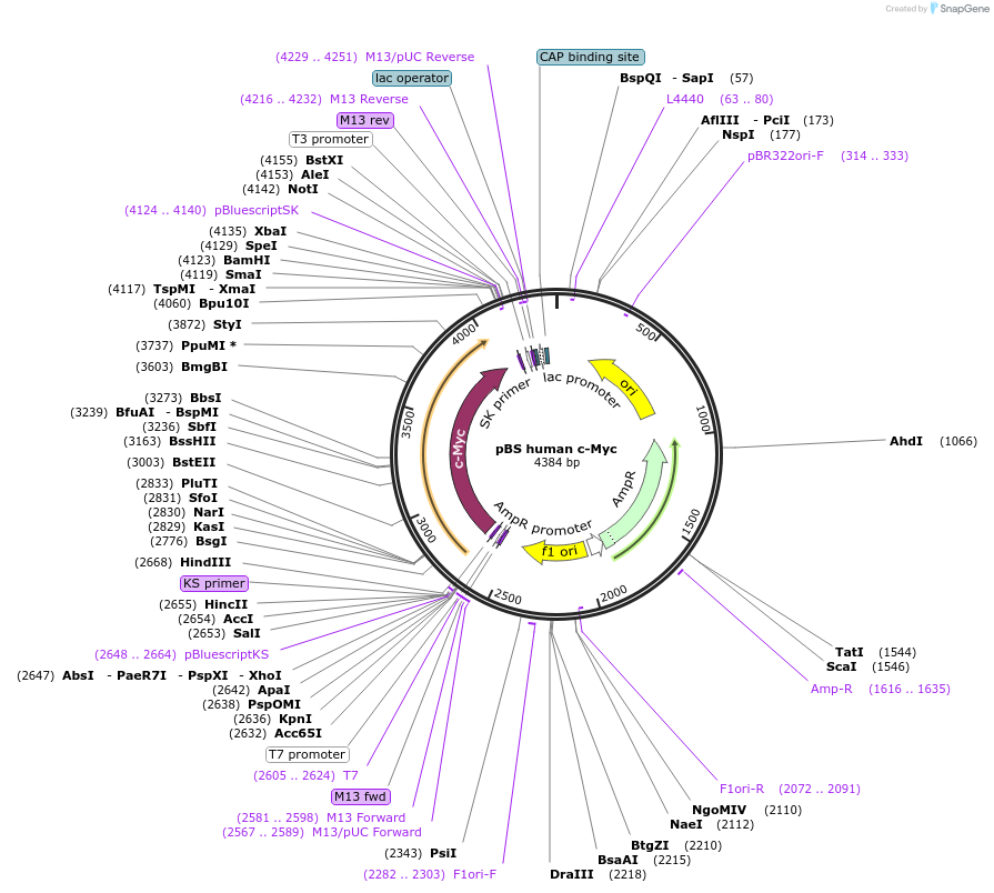 14971-plasmid-map-sequence-id-158680