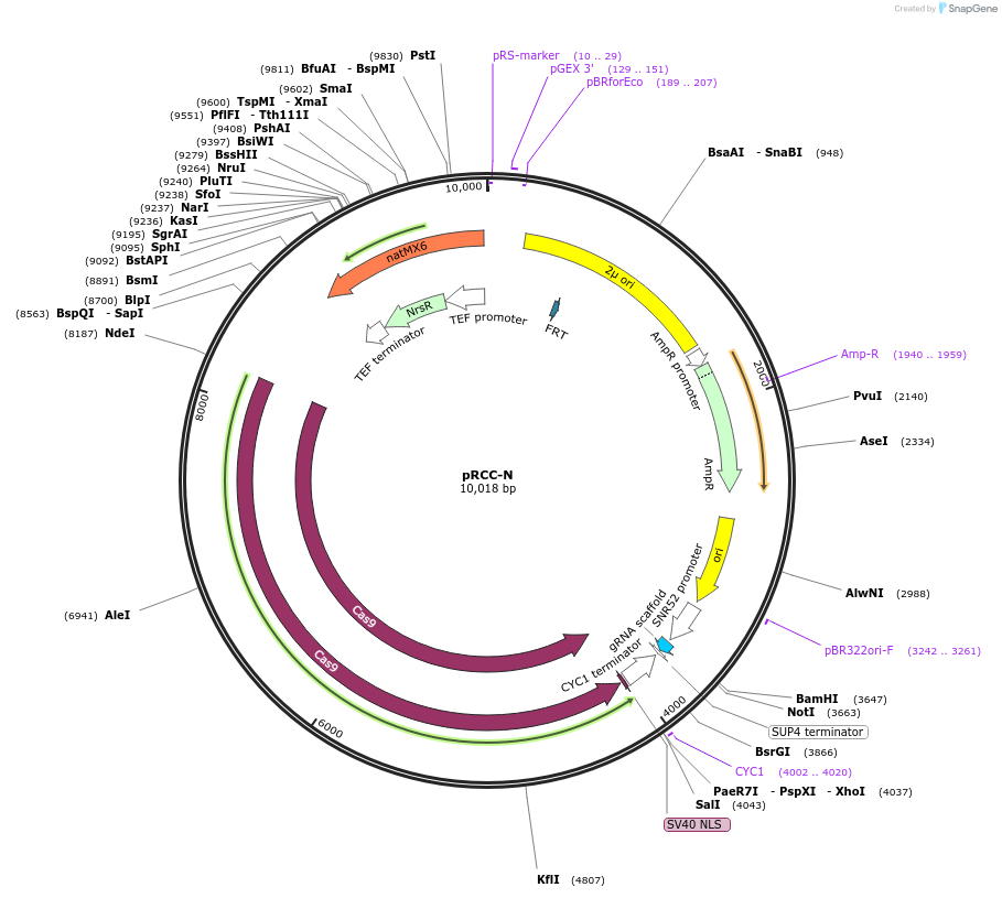 81192-plasmid-map-sequence-id-158700