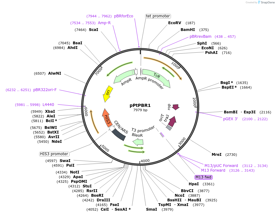 80388-plasmid-map-sequence-id-158714