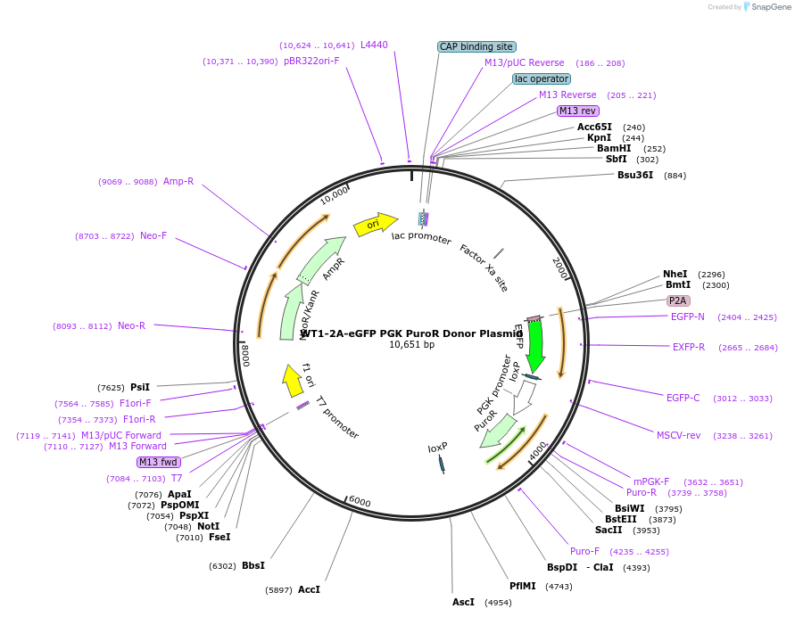 82333-plasmid-map-sequence-id-158757