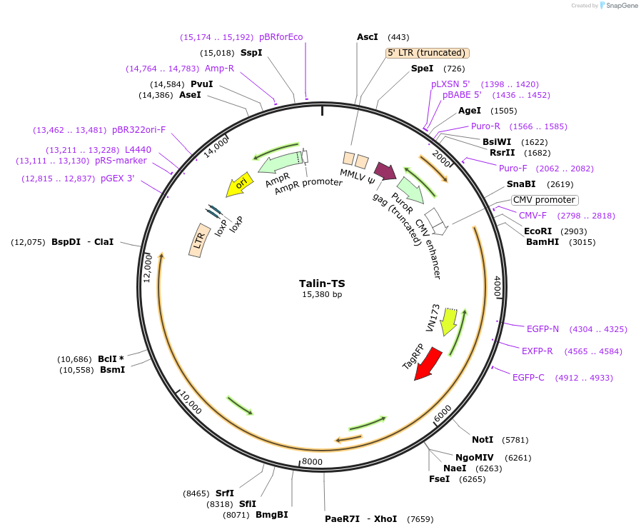 83376-plasmid-map-sequence-id-158760
