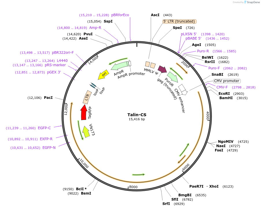 83377-plasmid-map-sequence-id-158762