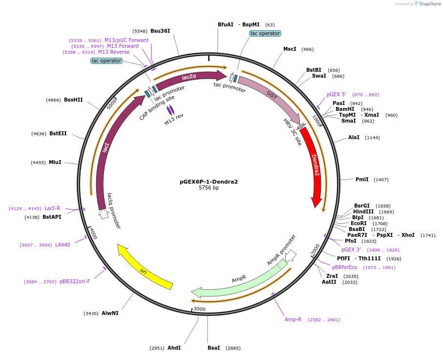 82436-plasmid-map-sequence-id-158796
