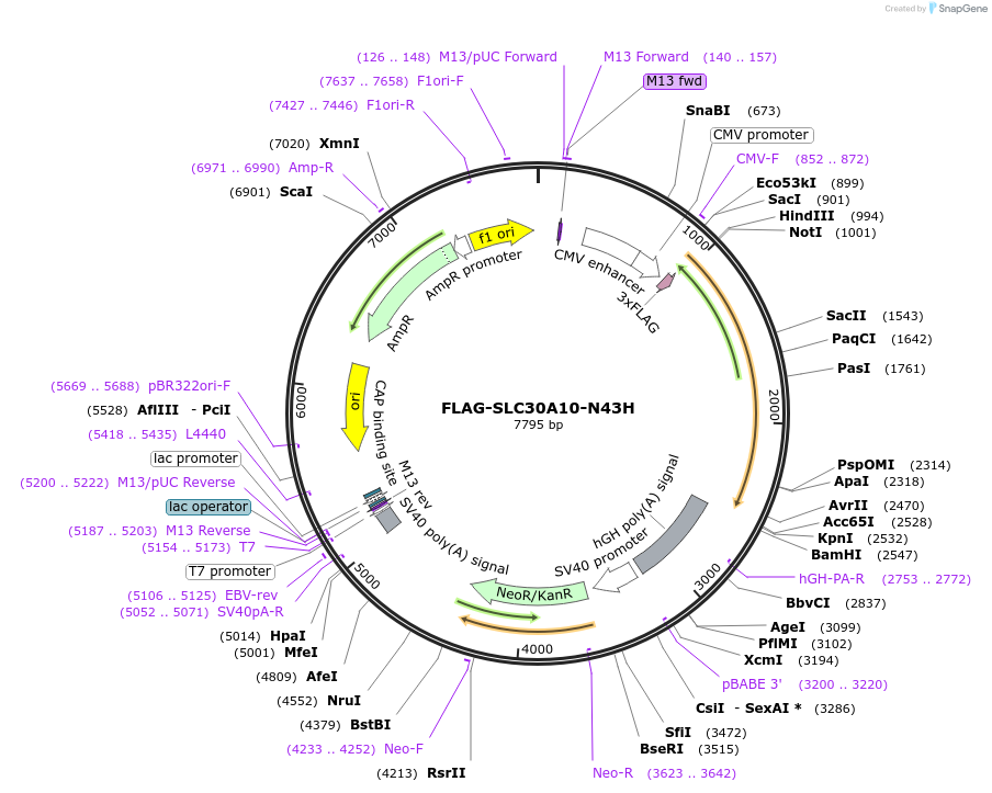82344-plasmid-map-sequence-id-158887
