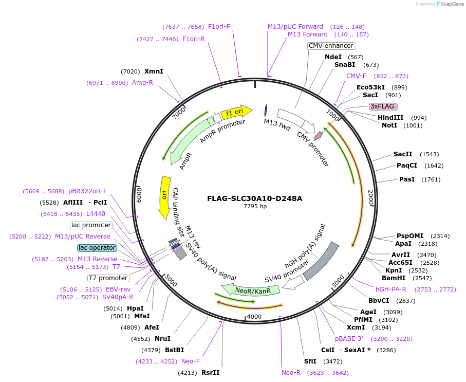 82346-plasmid-map-sequence-id-158894
