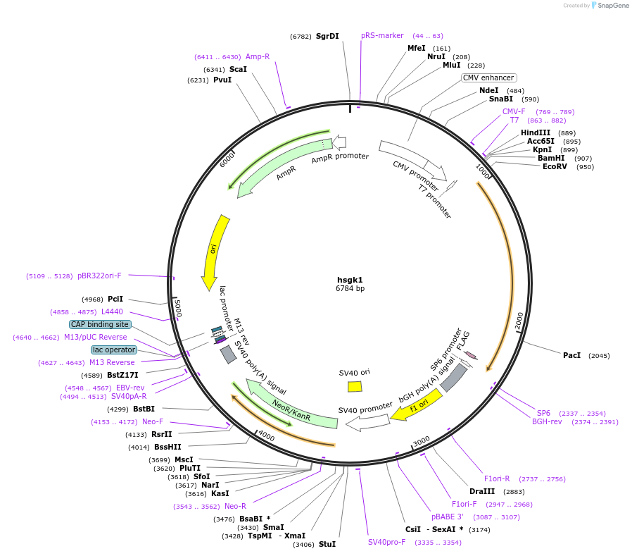 83432-plasmid-map-sequence-id-158991