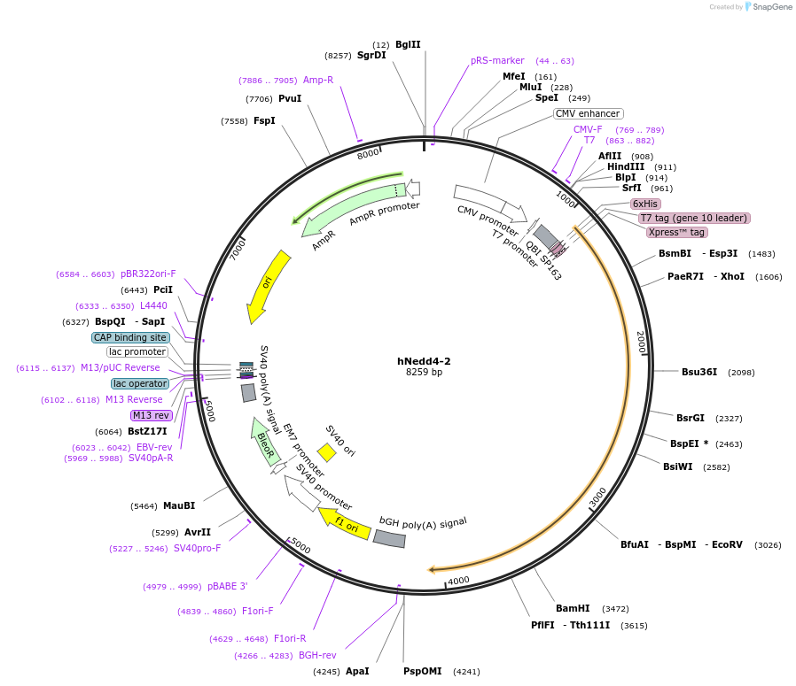 83433-plasmid-map-sequence-id-158994