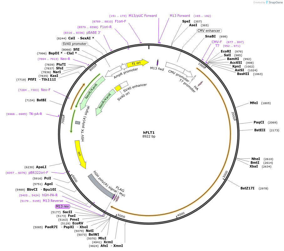 83435-plasmid-map-sequence-id-158997