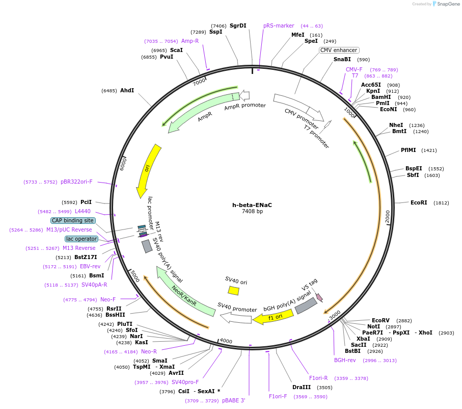 83429-plasmid-map-sequence-id-158998