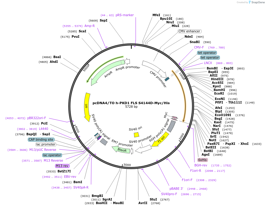 83459-plasmid-map-sequence-id-159101
