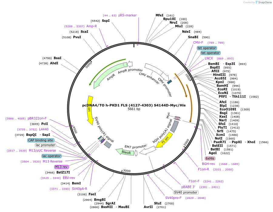 83458-plasmid-map-sequence-id-159102