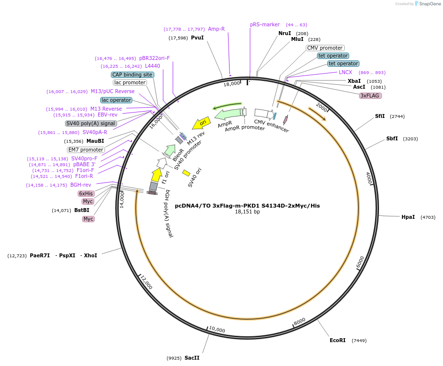 83453-plasmid-map-sequence-id-159107